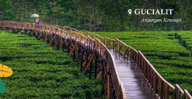 Anjungan Kenongo, Spot Foto Favorit Kebun Teh Kertowono Lumajang