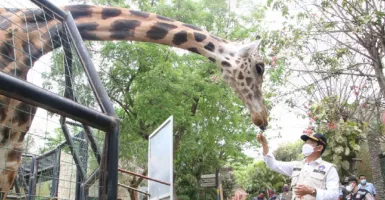Maharani Zoo Lamongan Dapat Lampu Hijau, Segera Buka Kembali