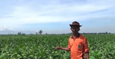 Petani Tembakau di Ngawi Bersedih, Harapan Terancam Sirna
