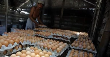 Peternak Blitar Bagi-bagi Telur dan Ayam Gratis, ini Tujuannya