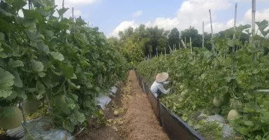 Petani Melon di Bojonegoro Sumringah, Hamdalah