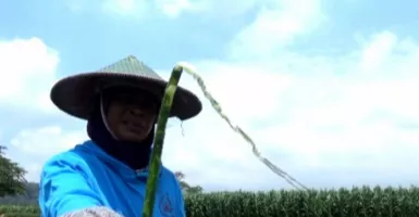 Petani Bawang Merah Gigit Jari, Gagal Panen