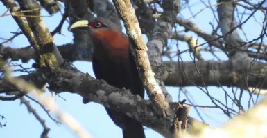 Ingin Lihat 34 Jenis Burung, Datang ke Hutan Lindung di Malang