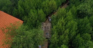 Aturan ke Kebun Raya Mangrove Surabaya Jika Sudah Boleh Buka Lagi