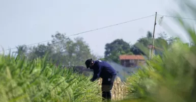 Petani Situbondo Senang Bukan Main, Ternyata ini Sebabnya