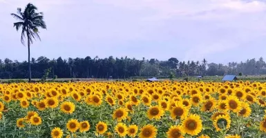 Viral Kebun Bunga Matahari di Banyuwangi, Ternyata Ada di Sini