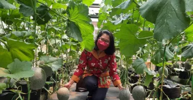 Canggihnya, UB Kembangkan Budi Daya Melon Berbasis Internet