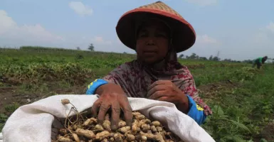 Petani Kediri Pilih Tanam Kacang Tanah, ini Alasannya