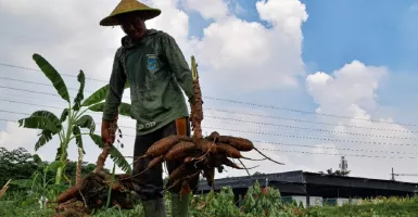 Pemkot Surabaya Terus Genjot Lahan Kosong Jadi Produktif