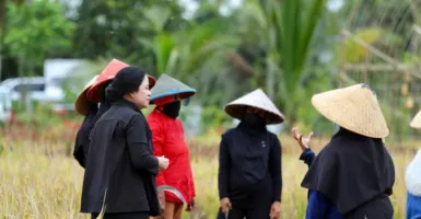Puan Maharani Beri Jempol Buat Petani Banyuwangi, Sebut Solid