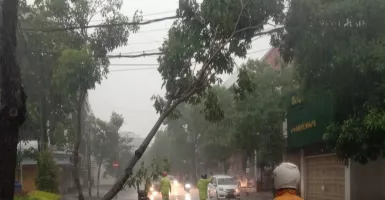 Pohon Tumbang Akibat Hujan Deras di Surabaya, ini Lokasinya