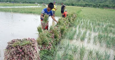 Petani Bawang Merah di Tulungagung Sedih, Sawah Terendam Banjir