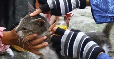 Aksi Ngawi Cats Rescue (NCR) Selamatkan Kucing Jalanan Keren