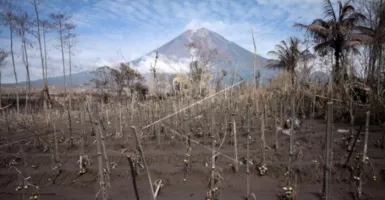 Erupsi Gunung Semeru Lahan Perhutani Rusak, Kopi Paling Serius