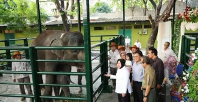 Kabar Duka dari KBS Surabaya, Anak Gajah Bernama Dumbo Mati