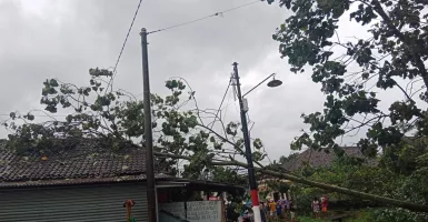 Rumah Warga di Malang Rusak Tertimpa Pohon, Akibat Hujan