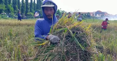 Petani Kedurus Surabaya Panen Beras Merah, Lebih Menguntungkan