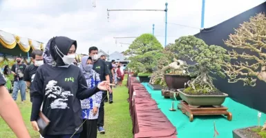 PPBI Gelar Festival Bonsai di Madiun, Ada yang Laku Rp500 Juta