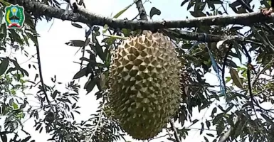 Petani di Magetan Panen Durian Jumbo, Harganya Buat Geleng-geleng