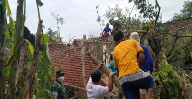 Hujan Deras di Kabupaten Malang, Pohon Tumbang Menimpa 3 Rumah