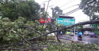 Malang Hujan Deras dan Angin, Pohon-Pohon Tumbang