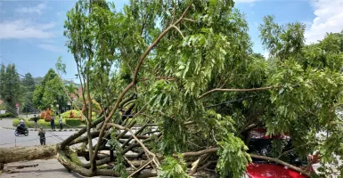 Angin Kencang Tumbangkan Pohon di Kota Malang, Timpa 1 Mobil