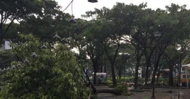 Surabaya Diguyur Hujan Deras Disertai Angin, 13 Pohon Tumbang