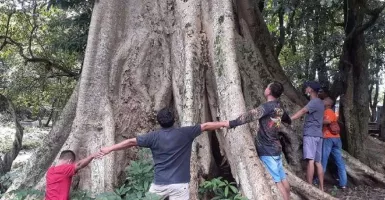 Pohon di Sendang Grogolan Bojonegoro Usianya Mencapai 100 Tahun