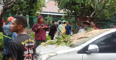 2 Kendaraan Ringsek Tertimpa Pohon, Begini Kondisi Pengendara