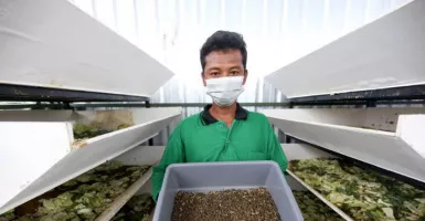 Lahan BKTD Jadi Urban Farming, Inovasi Jempolan Pemkot Surabaya