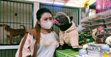 Viral Jagal Anjing, Dog Lovers Surabaya Lakukan Aksi Nyata