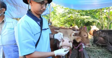 Virus PMK Muncul di Jatim, Pemkot Surabaya Awasi Hewan Ternak