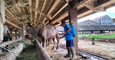 Lalu Lintas Ternak dan Hewan Kurban di Kota Surabaya Diperketat