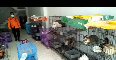 Duh, Ratusan Kucing di Surabaya Dibiarkan Terlantar dalam Ruko