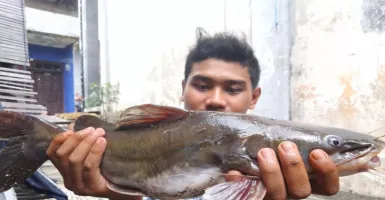 Heboh Ikan Mati Massal di Sungai Brantas, Ecoton Nyalakan Alarm