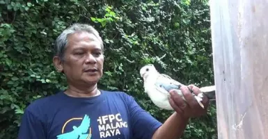 Berawal Hobi, Burung Merpati Udin Hasilkan Cuan Jutaan Rupiah