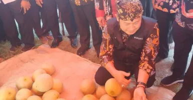 Pemkab Lamongan Panen Melon, Solusi Lahan Petani Tetap Produktif