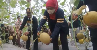 Melon Golden Jadi Primadona di Madiun, Petani Siap Banjir Cuan