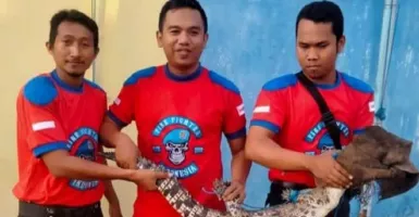 Warga Situbondo Dihebohkan Buaya Masuk Gudang