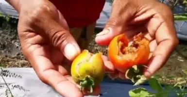 Petani Tomat di Madiun Merugi Jutaan Rupiah