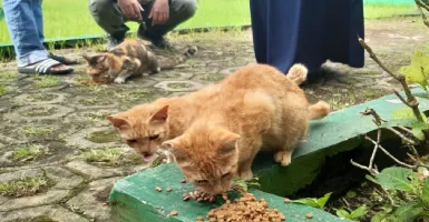 Muncul Petisi Penolakan Jual Beli Kucing di Malang