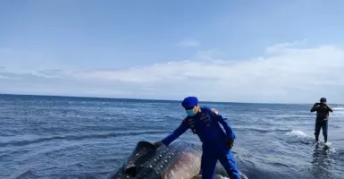 Hiu Tutul Bikin Geger Warga Pantai Nyamplong Kobong Jember