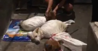 Geger Rumah Jagal Anjing di Surabaya, Polisi Turun Tangan