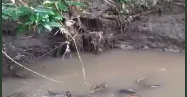 Ratusan Ikan Mati Mendadak di Malang, Diduga Akibat Limbah