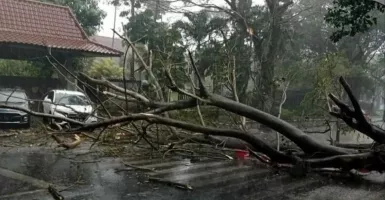 Hujan Disertai Angin di Kota Malang, Sejumlah Pohon Tumbang