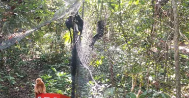 100 Ekor Lutung Jawa Huni Hutan Lindung Kondang Merak Malang