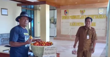 Harga Tomat Anjlok, Petani Bagi Gratis di Gedung DPRD Jember
