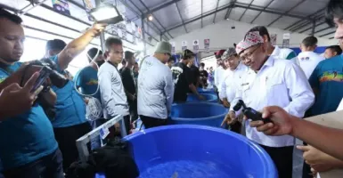 1.200 Ikan Unjuk Gigi di Banyuwangi Young Koi Show 2022