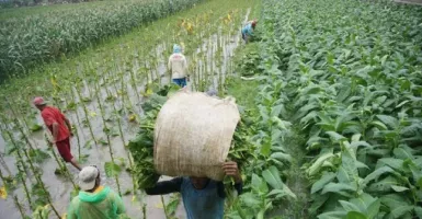 Petani Tembakau di Tulungagung Merana, Lahannya Terancam Puso