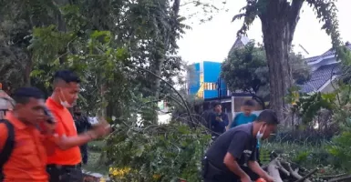 Hujan Deras, 4 Pohon Tumbang di Surabaya Menutup Jalan